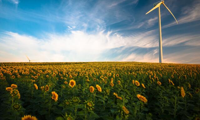 Sunflower field with wind power station