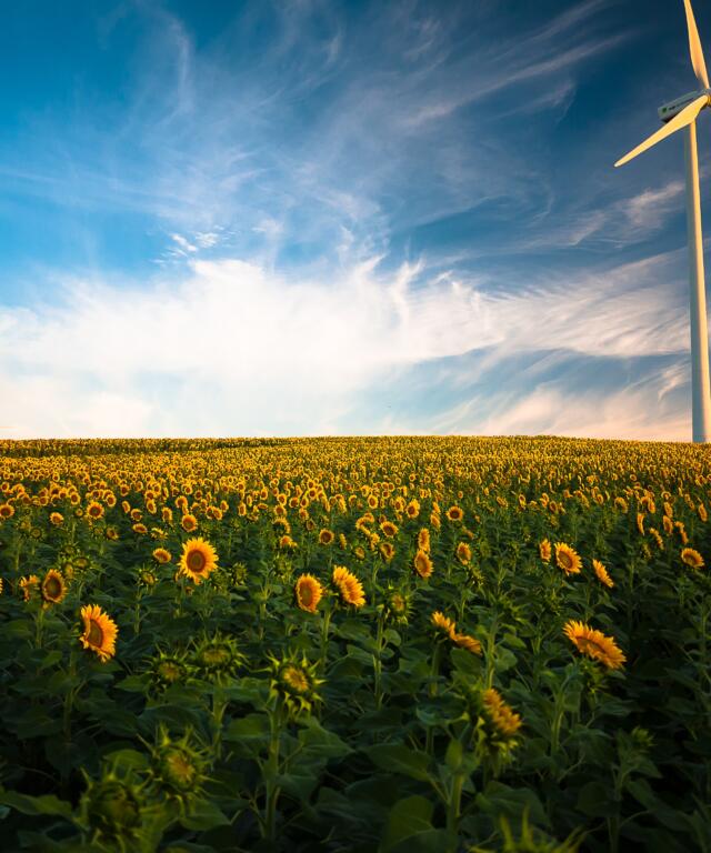 Sunflower field with wind power station
